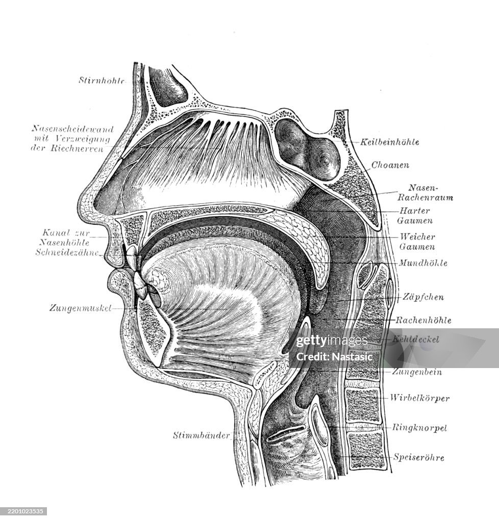 Mouth, nose and throat cavities