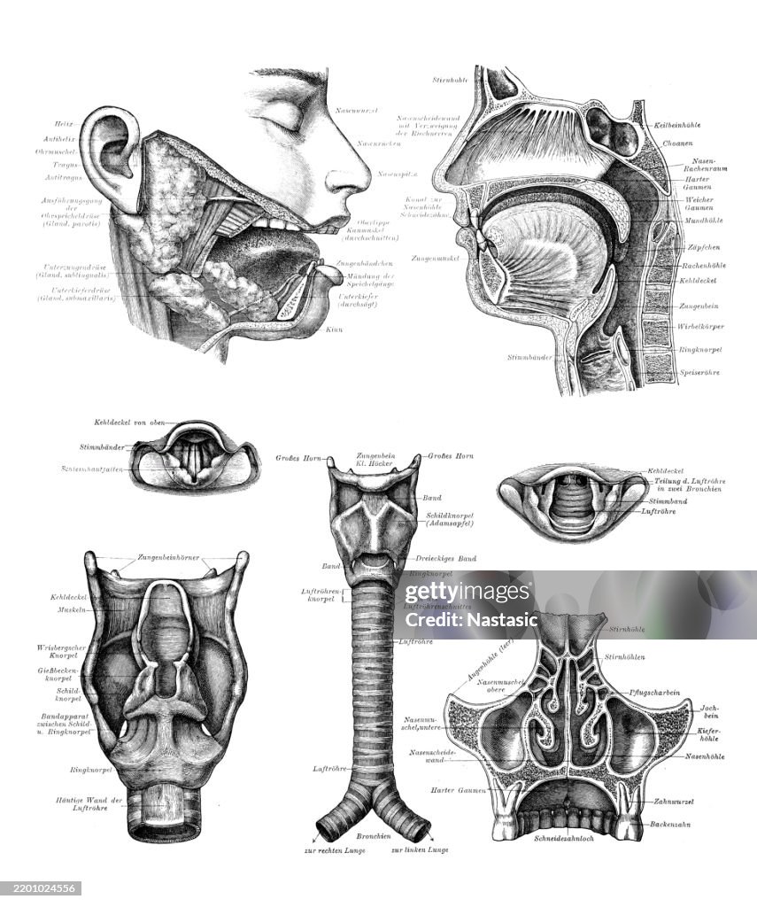Oral cavity, nasal cavity and larynx
