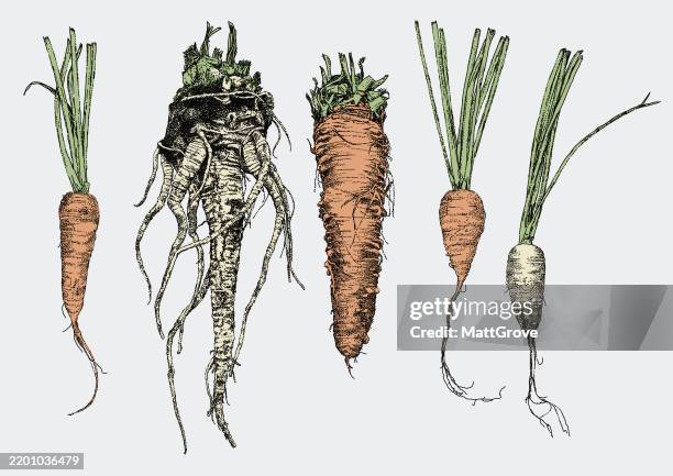 vegetables carrots parsnips - turnip soup stock illustrations