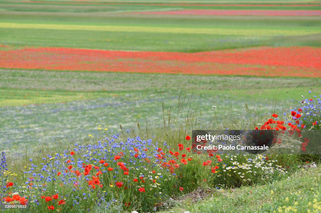 Striped flowered fields and bush in Castelluccio