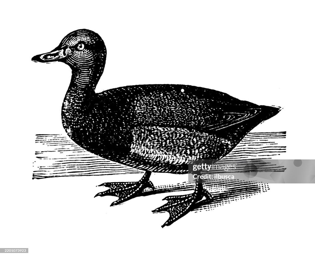 American Pochard