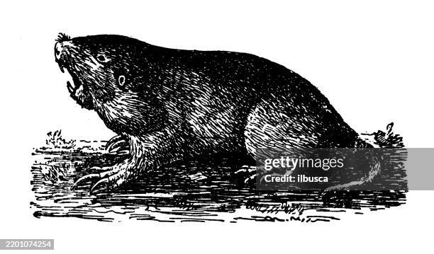 pacific pocket-gropher, thomomys talpoides - mole stock illustrations