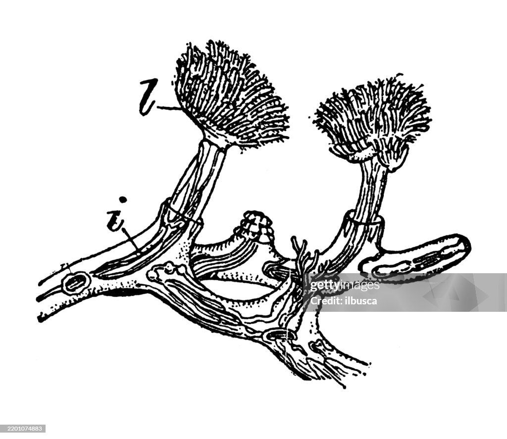 Polyzoan, Plumatella repens