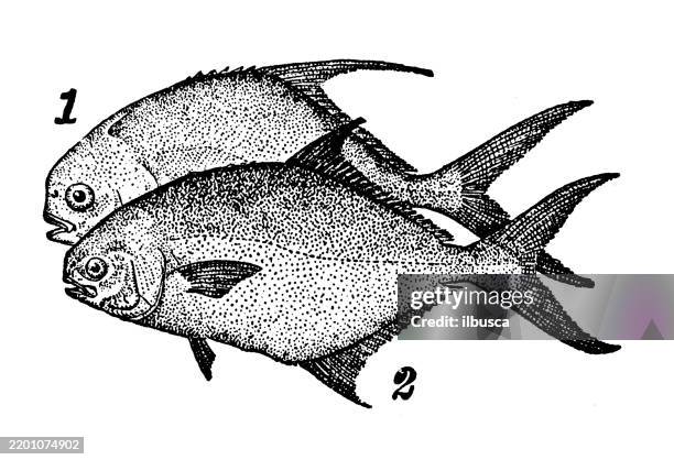 round pompano or palometa, trachynotus falcatus, common pompano, trachynotus carolinus - pompano stock illustrations