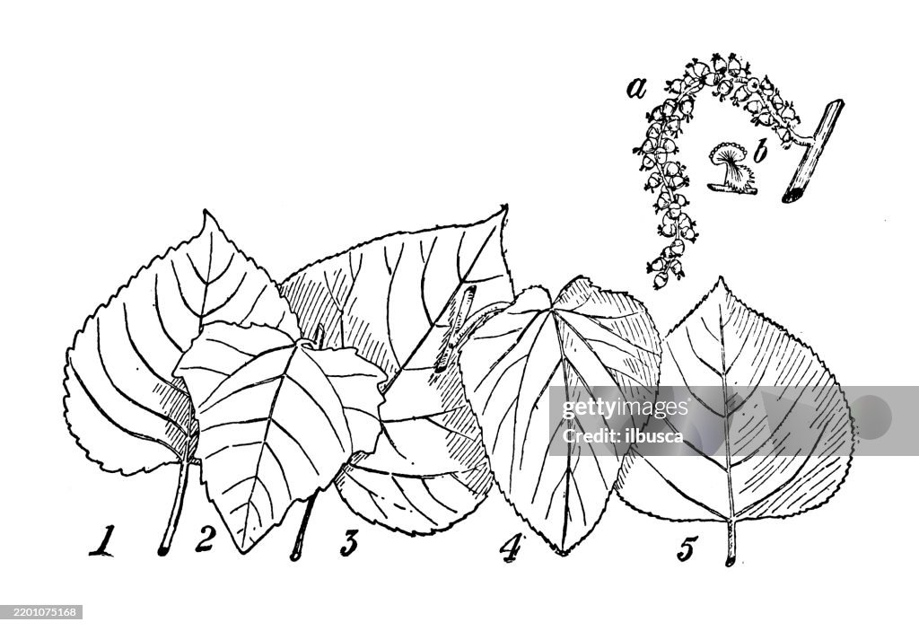 Cottonwood, White poplar, Balsam poplar, Downy poplar, American aspen