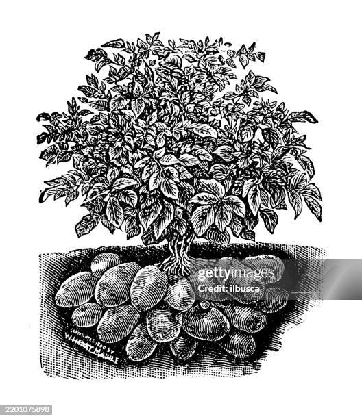 Poteto Tree 1,548 Potato Tree Stock Photos, High-Res Pictures, and Images - Getty ...