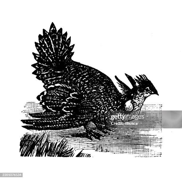 Prairie Chicken Tympanuchus Americanus High-Res Vector Graphic