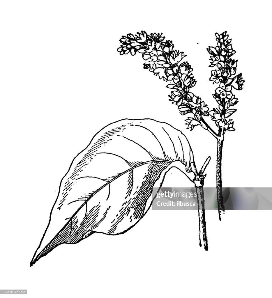 Prince's feather, Polygonum oriental