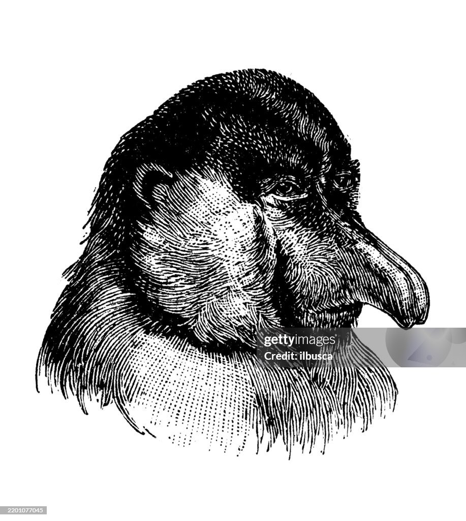 Proboscis monkey