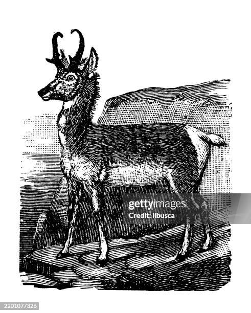 pronghorn - pronghorn antelope stock illustrations