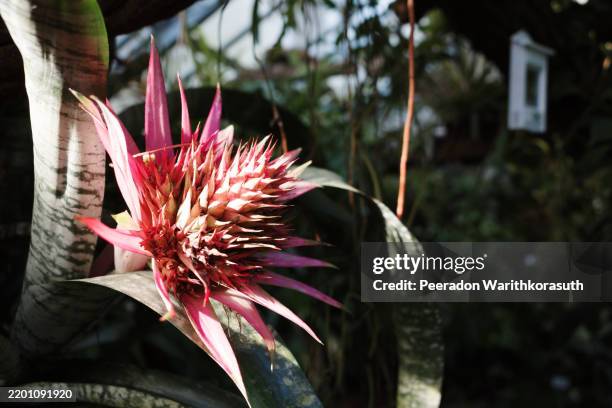 pink bromeliad flower in full bloom. - munster indiana stock pictures, royalty-free photos & images