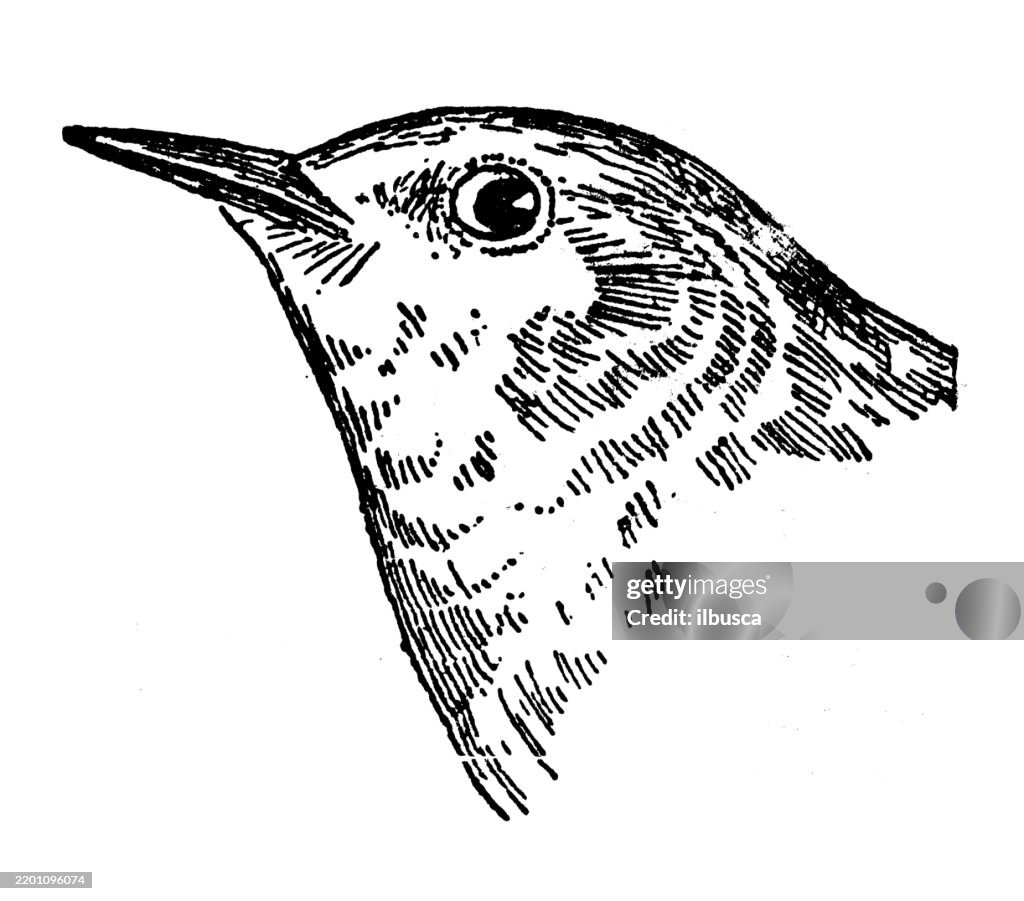 Prothonotary Warbler