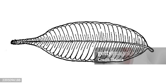 Pseudocostate leaf, Myrthus polyantha Pseudocostate leaf, Myrthus polyantha
