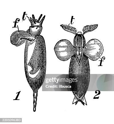 Pteropods, Clione australis, Pneumodermon violaceum Pteropods, Clione australis, Pneumodermon violaceum