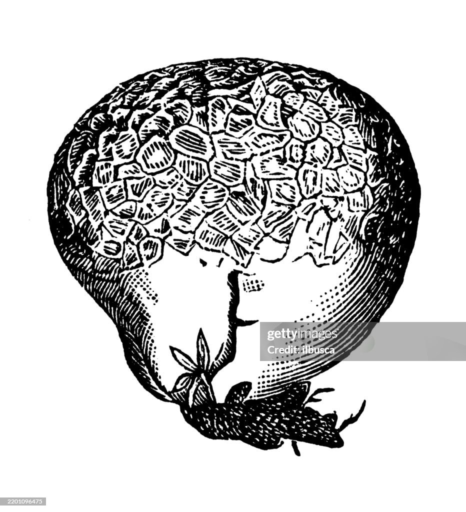 Puffball, Lycoperdon caelatum