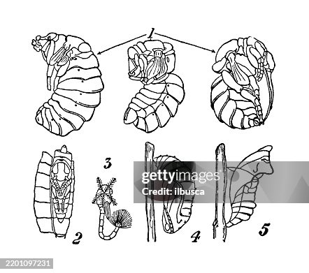 Pupae Pupae