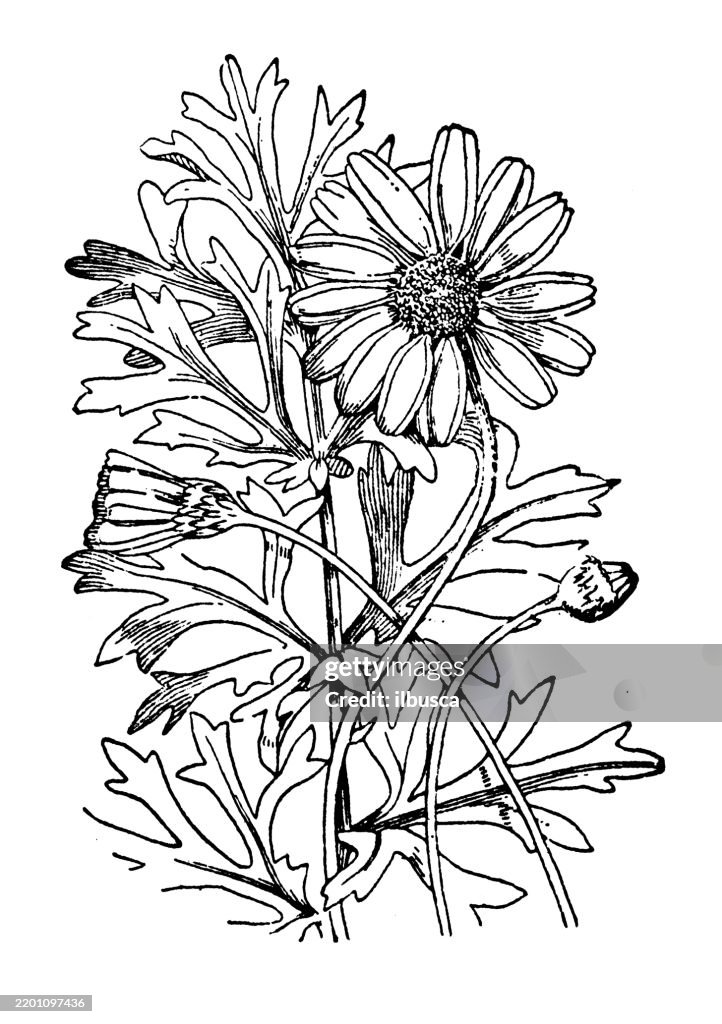 Pyrethrum, Pyrethrum cinerariaefolium