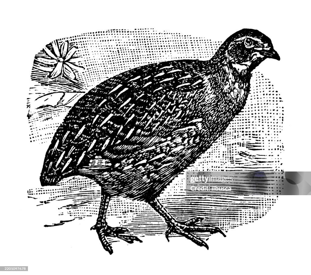 European Migratory Quail, Coturnix coturnix