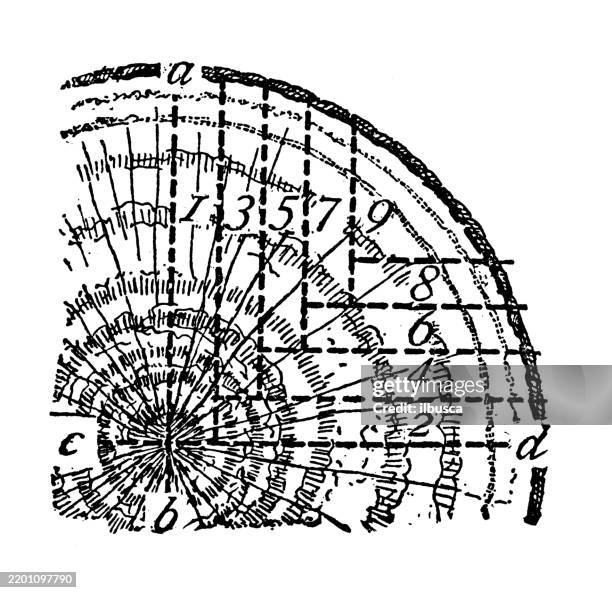 quartered oak - forestry stock illustrations