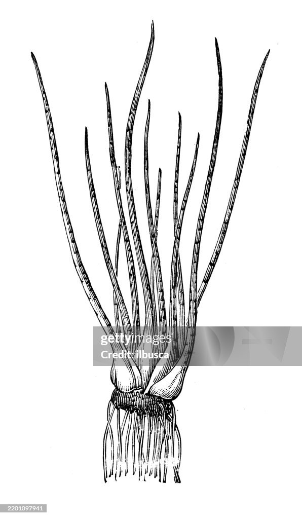 Quillwort, Isoetes lacustris