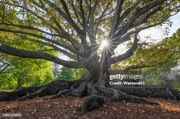 Moreton Extra 8,157 Animals Extra Large Stock Photos, High-Res Pictures, and Images ...