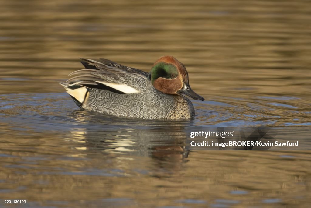 Common teal duck (Anas crecca) adult male bird on a lake, England, United Kingdom, Europe