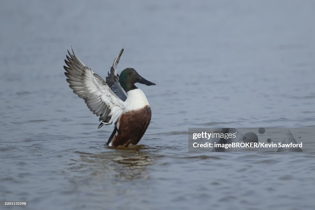 Northern shoveler duck (Anas clypeata) adult male bird stretching its wings on a lake, England, United Kingdom, Europe