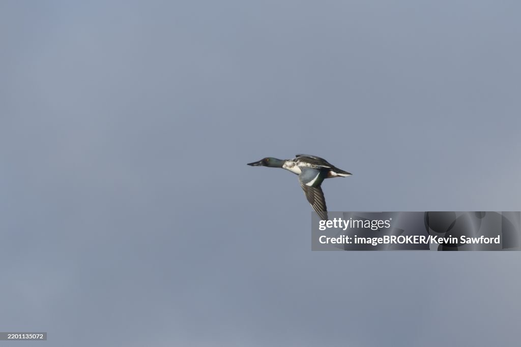 Northern shoveler duck (Anas clypeata) adult male bird flying, England, United Kingdom, Europe