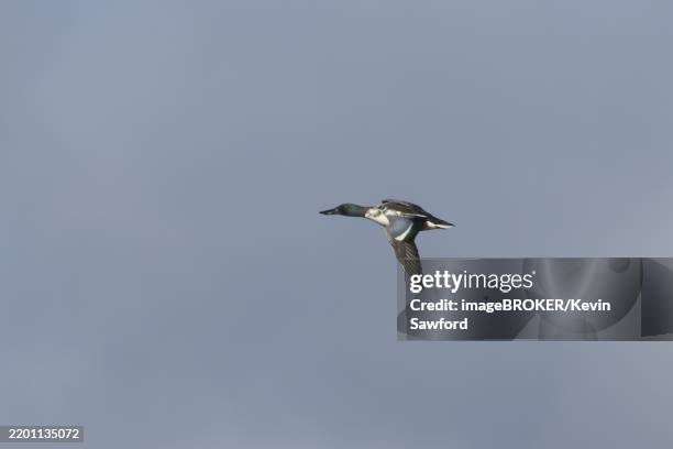 northern shoveler duck (anas clypeata) adult male bird flying, england, united kingdom, europe - northern shoveler flight stock illustrations