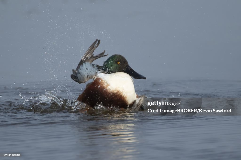 Northern shoveler duck (Anas clypeata) adult male bird bathing in a lake, England, United Kingdom, Europe