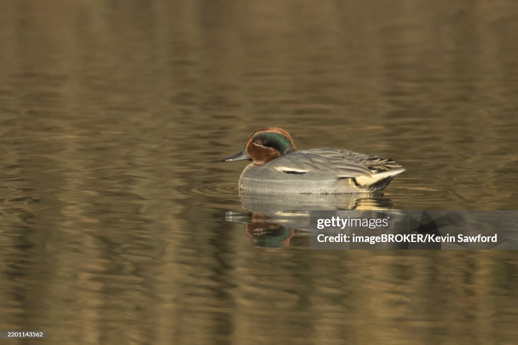 Common teal duck (Anas crecca) adult male bird on a lake, England, United Kingdom, Europe