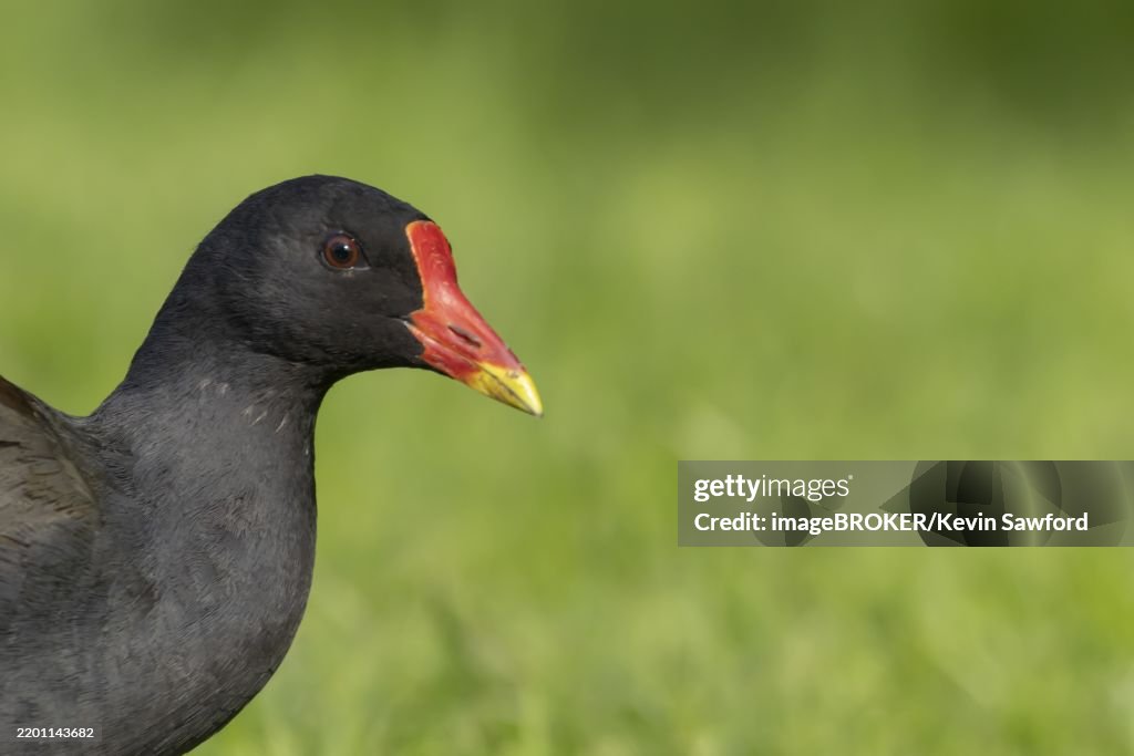 Common moorhen or Waterhen (Gallinula chloropus) adult bird head portrait, England, United Kingdom, Europe