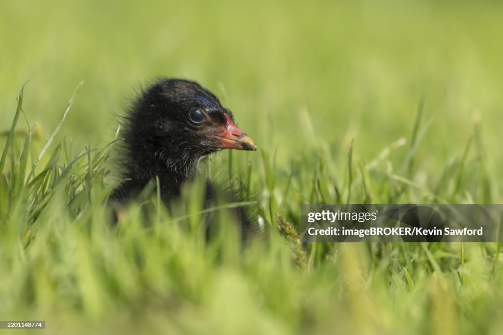 Common moorhen or Waterhen (Gallinula chloropus) juvenile baby chick bird amongst grass, England, United Kingdom, Europe