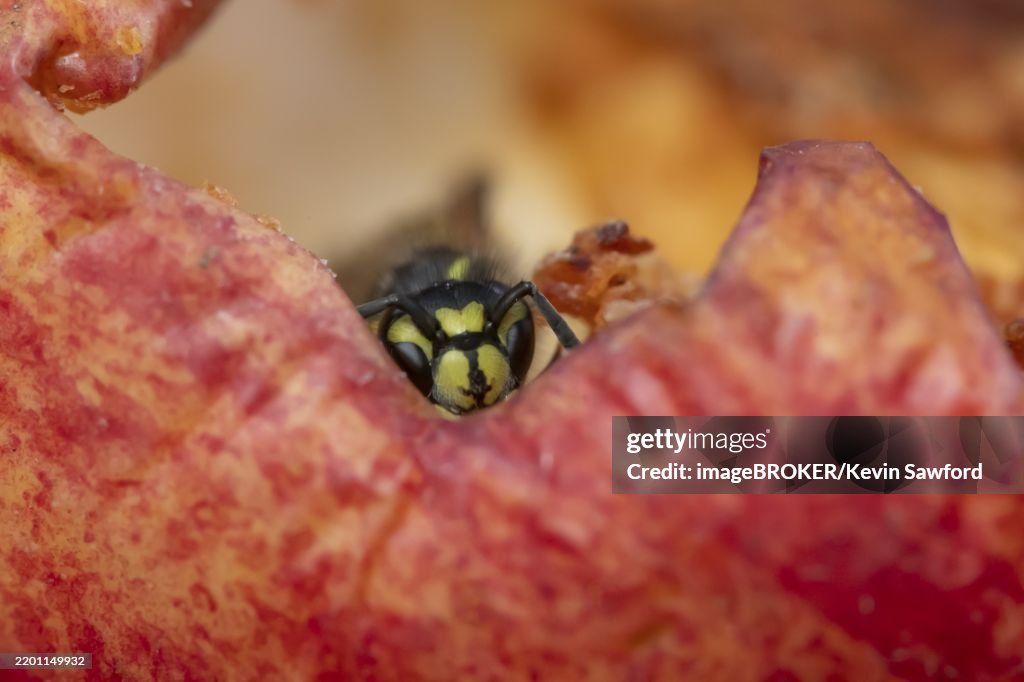 Common wasp (Vespula vulgaris) adult insect on fallen fruit in a garden in summer, England, United Kingdom, Europe