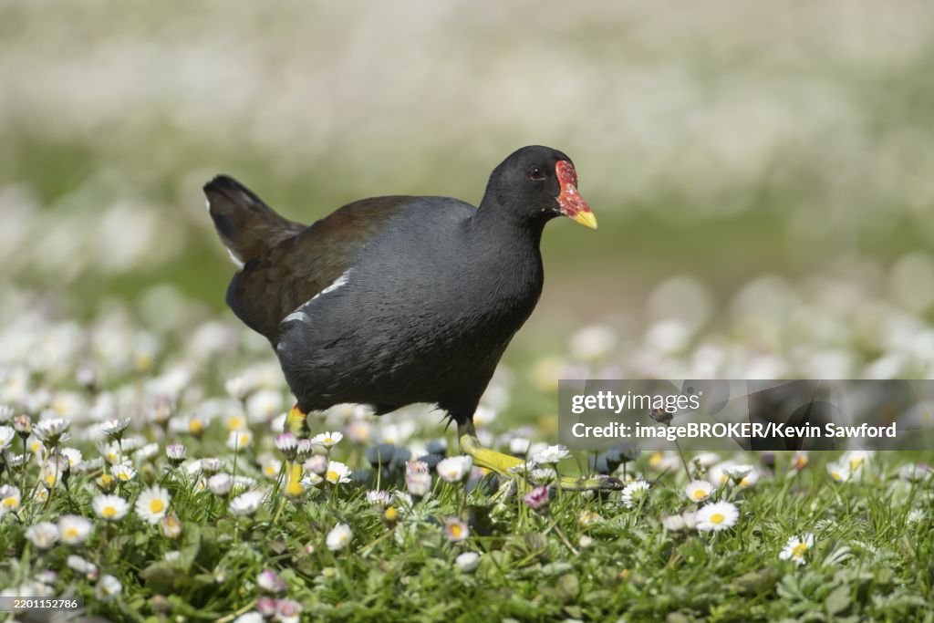 Common moorhen or Waterhen (Gallinula chloropus) adult bird on grass with daisy flowers in spring, England, United Kingdom, Europe