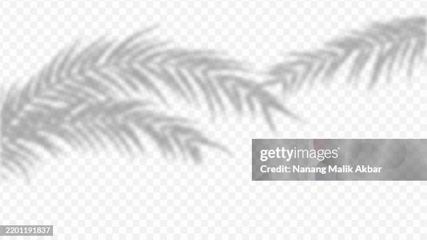 tree and leaf shadow overlay design template. palm tree and palm leaf shadow overlay. shadow overlay effect mockup for design template. - dappled light background stock illustrations