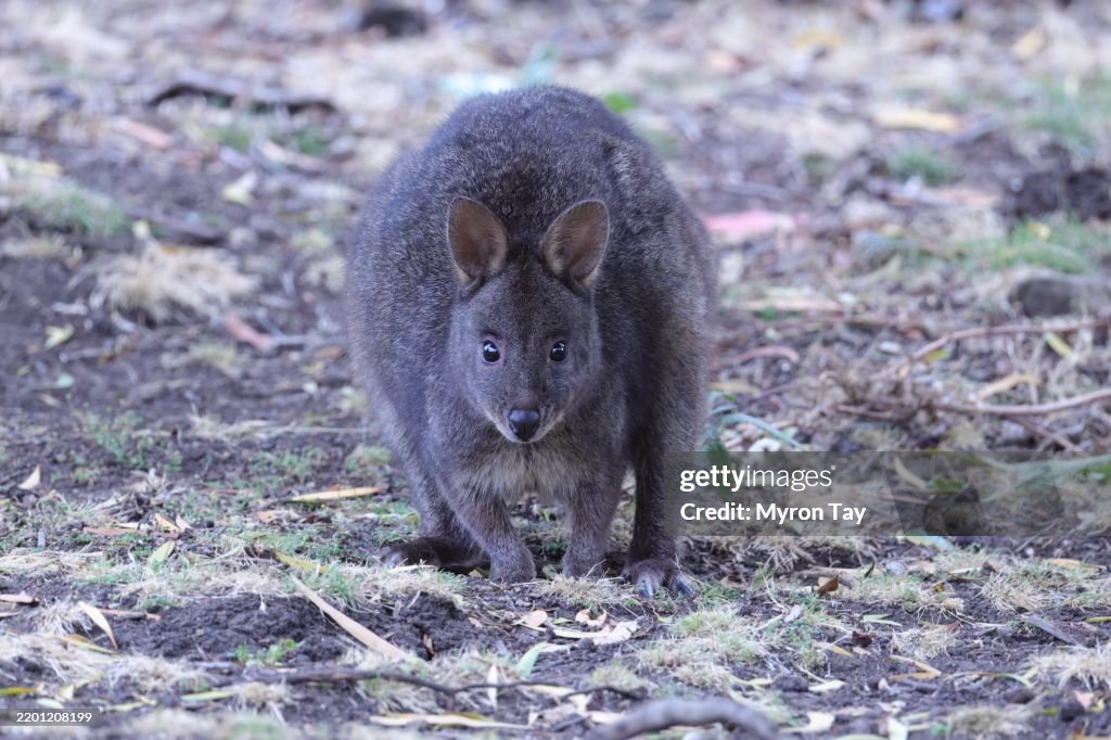 Tasmanian Pademelon