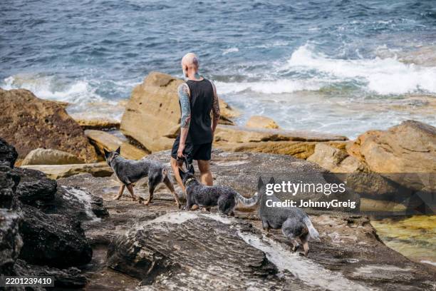 active senior man walking towards sea across rocks with three pet australian cattle dogs, bondi beach, sydney - australian cattle dog stock pictures, royalty-free photos & images