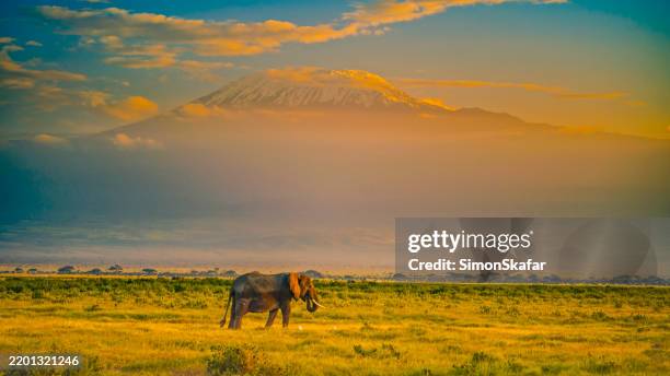majestuoso elefante frente al monte kilimanjaro en la sabana de kenia - kilimanjaro fotografías e imágenes de stock