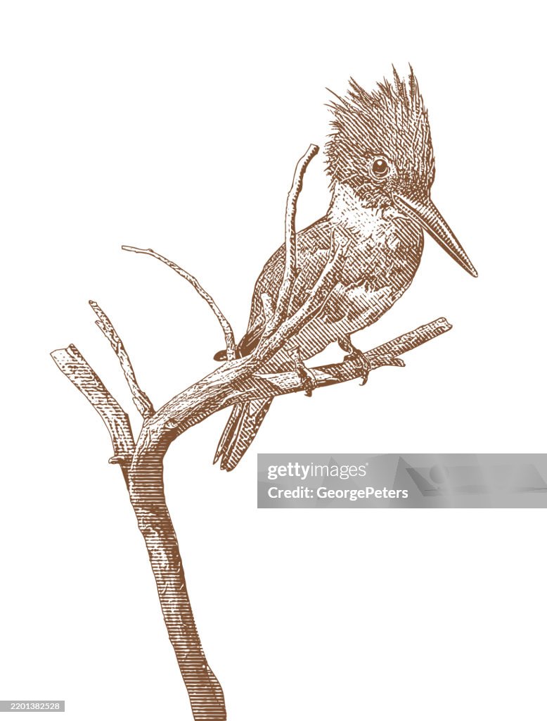 Belted Kingfisher perching on branch