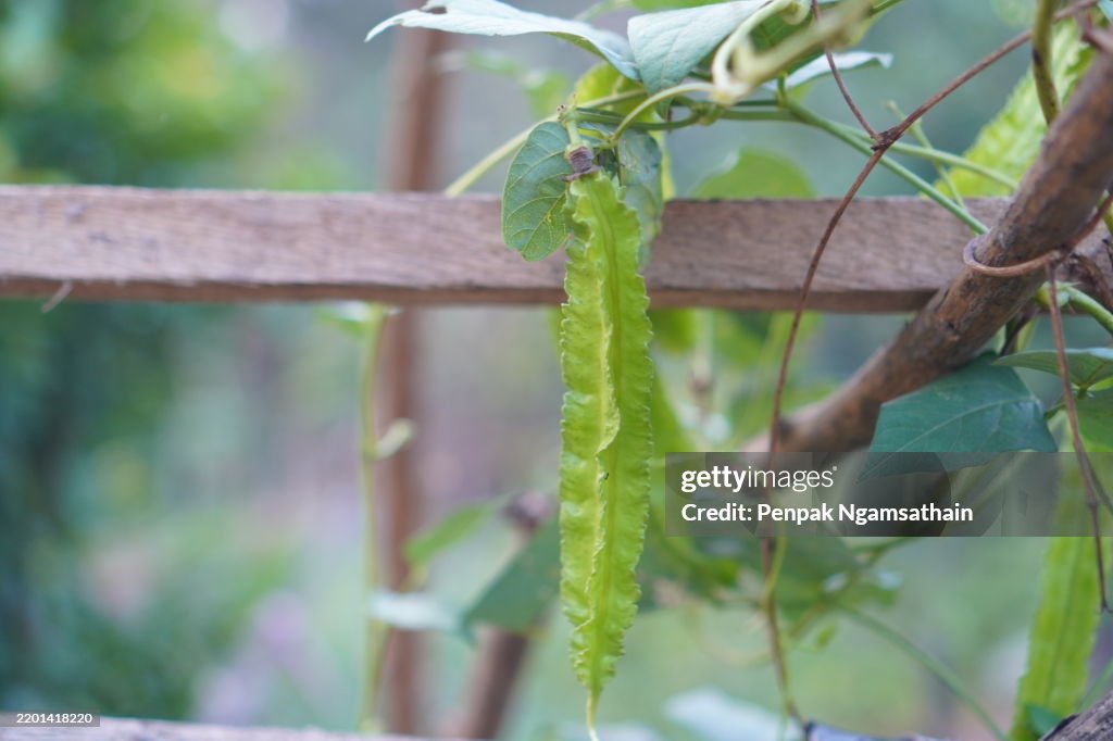 Winged bean vegetable bloom in garden