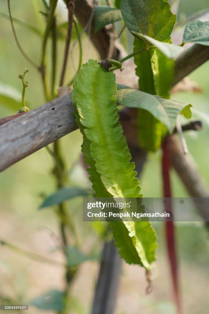 Winged bean vegetable bloom in garden