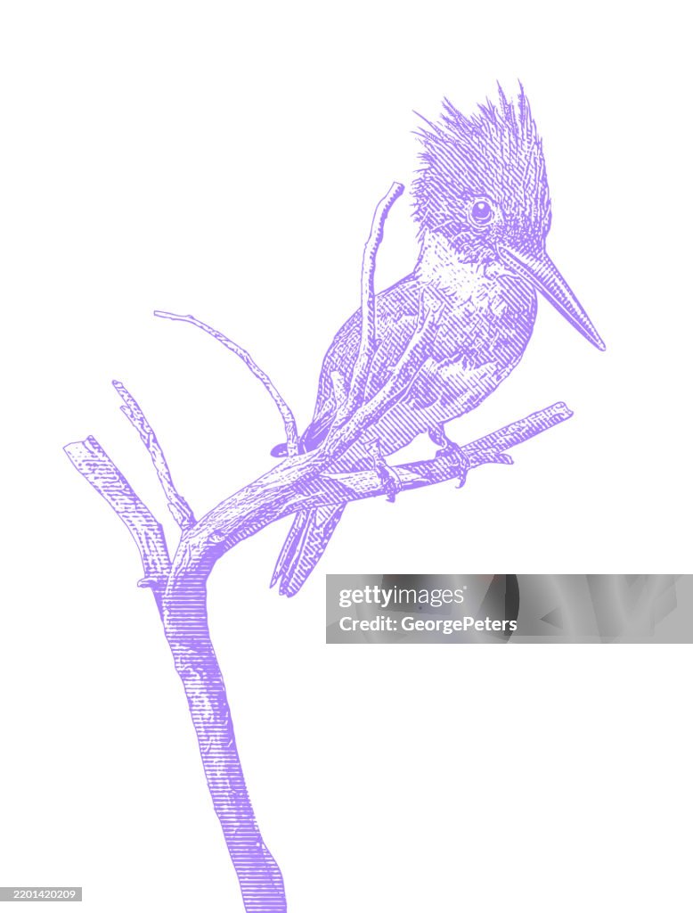 Belted Kingfisher perching on branch