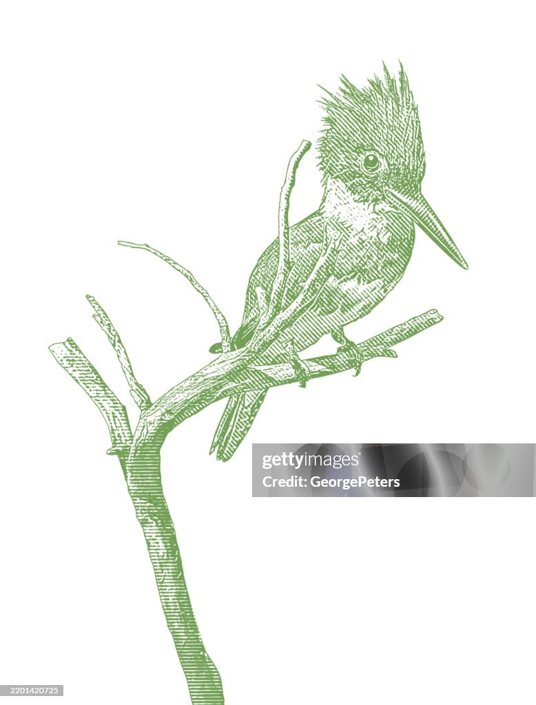 Belted Kingfisher perching on branch