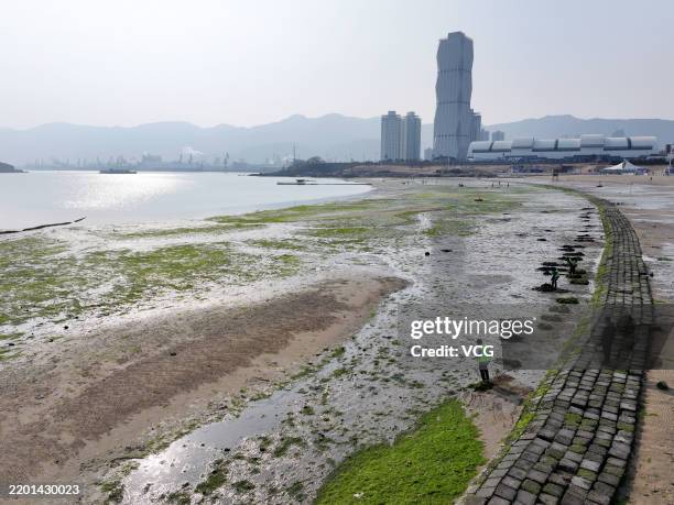 Workers clean green algae, also known as enteromorpha prolifera, on a beach at a park on February 23, 2025 in Lianyungang, Jiangsu Province of China.