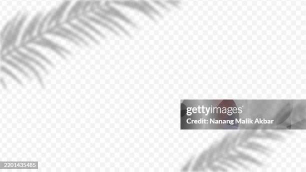 tree and leaf shadow overlay with transparent background. palm tree and palm leaf shadow overlay. shadow overlay effect mockup for design template. - tree shadow wall stock illustrations