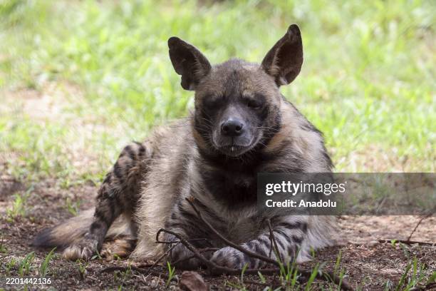 Close up view of a hyena at the Lion Safari Park, which has been hosting its visitors for about 50 years, in Johannesburg, South Africa on February...