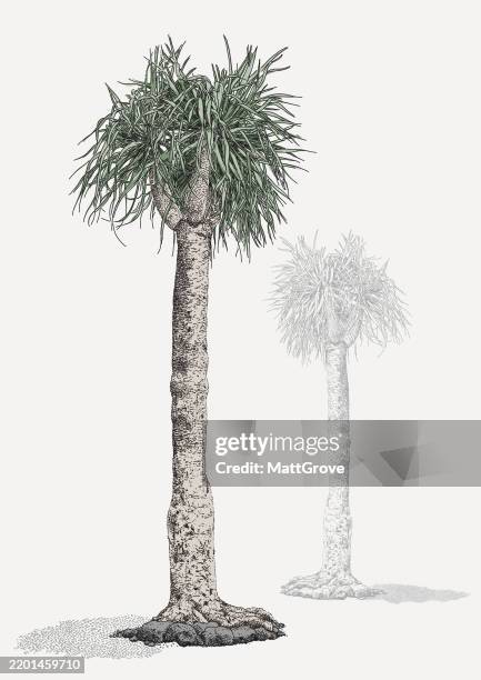 fat tree yucca dracaena - yucca stock illustrations