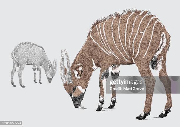 Investigators Bongo 85 Mountain Bongo Stock Photos, High-Res Pictures, and Images - Getty ...
