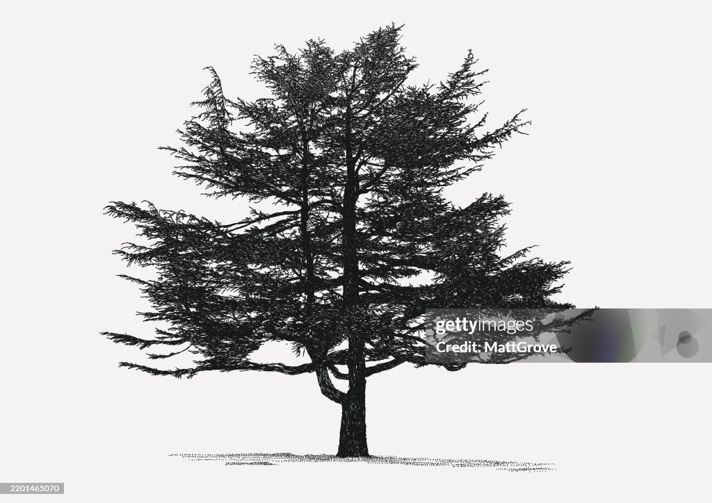 Cedar Tree Conifer Pine